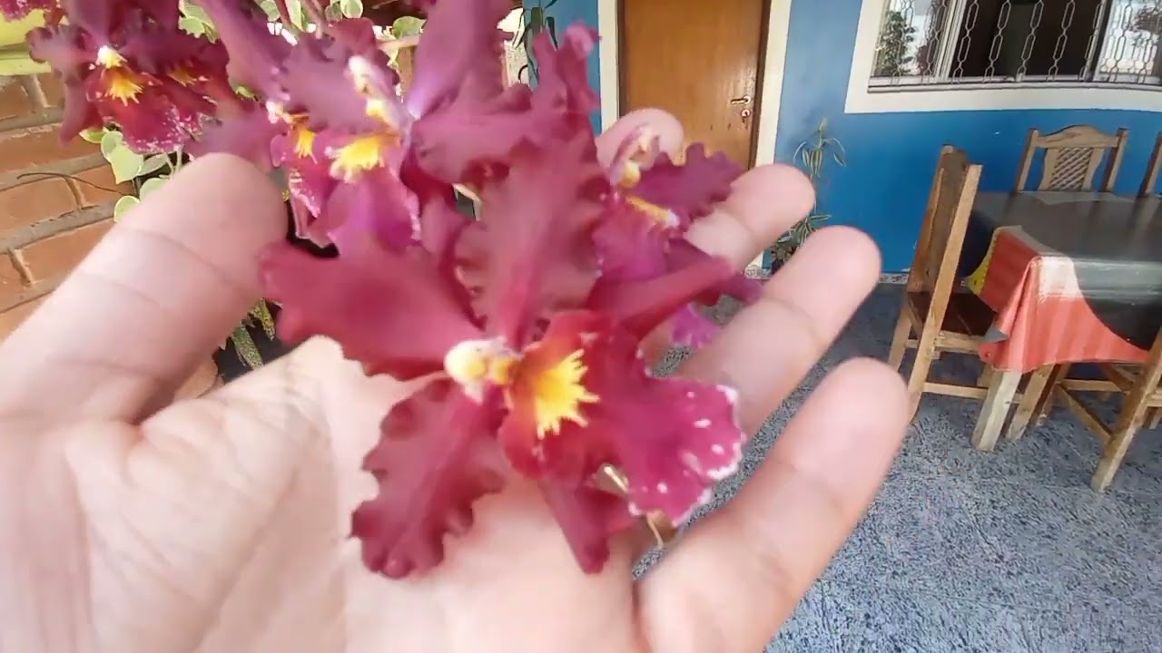 Orquídea Oncidium Catatante Vermelha. - thptnganamst.edu.vn