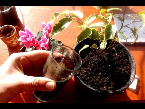 How to Use Coffee and Tea for your Plants