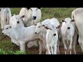 Vacas paridas eucalipto
