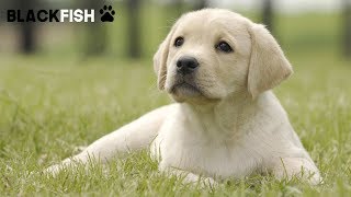 I cuccioli di LABRADOR più dolci di sempre