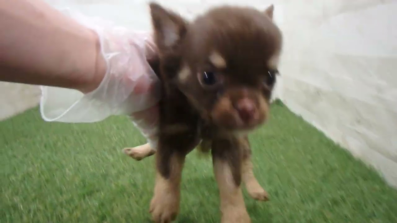 Coo&RIKU No.00737221 チワワ（ロングコート） - YouTube