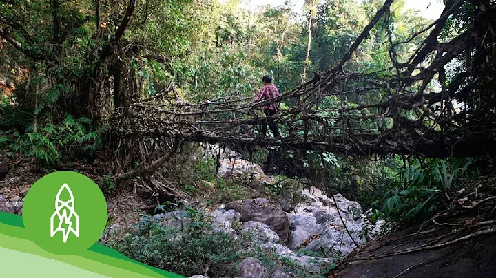 The Valley Where Bridges Breathe