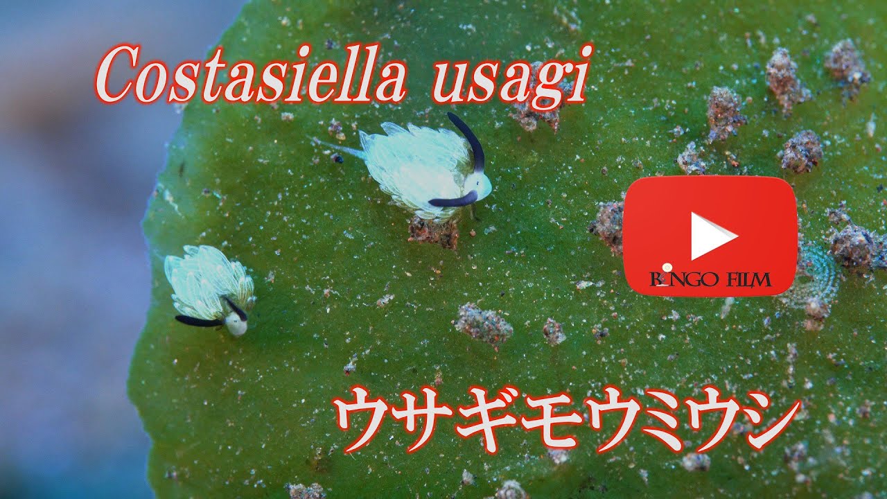 ウサギモウミウシ かわいいウミウシ Costasiella Usagi Youtube