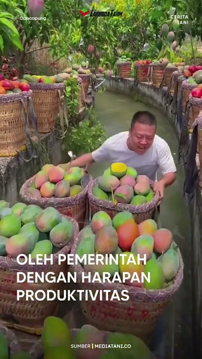 Download lagu 5 ALASAN PETANI THAILAND MAJU