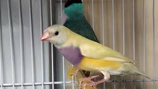 Rare & Strange Mutations of Gouldian Finch Exhibition Quality Lilac Breasted, Blue Back & Black Head