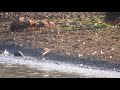 White-rumped Sandpiper Tophill Low NR 21st Sep 2019