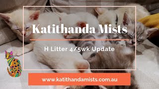 Katithanda Australian Mists  H Litter 4/5wk Update