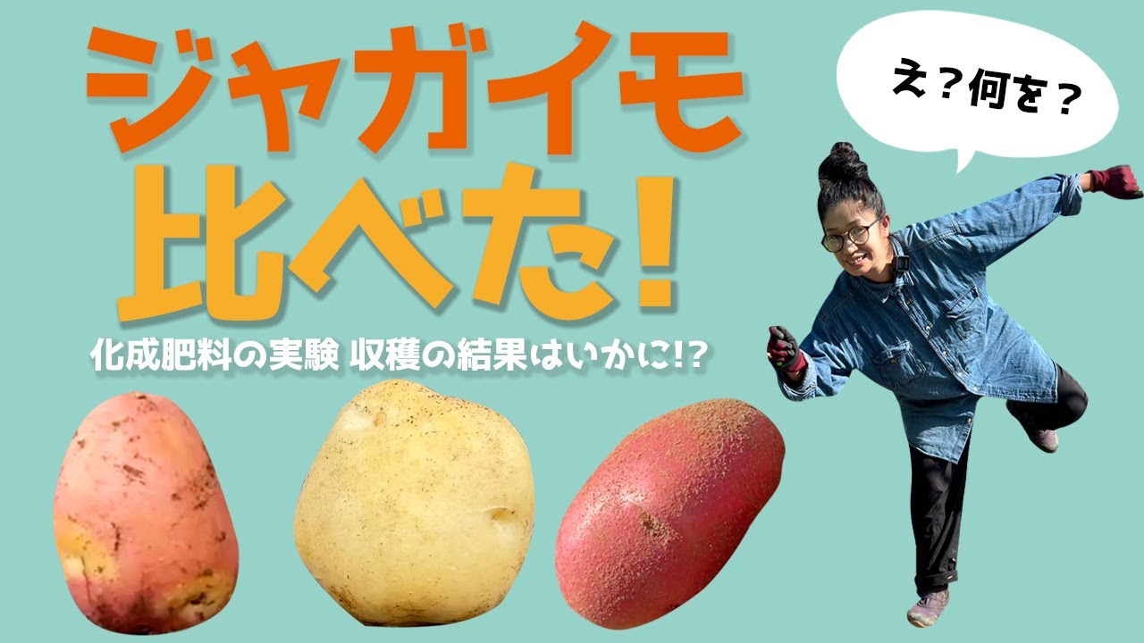 【じゃがいも収穫】化成肥料で育てたじゃがいもと元肥・追肥なしで育てたじゃがいも収穫しました！元肥いる？いらない？【農家の家庭菜園】