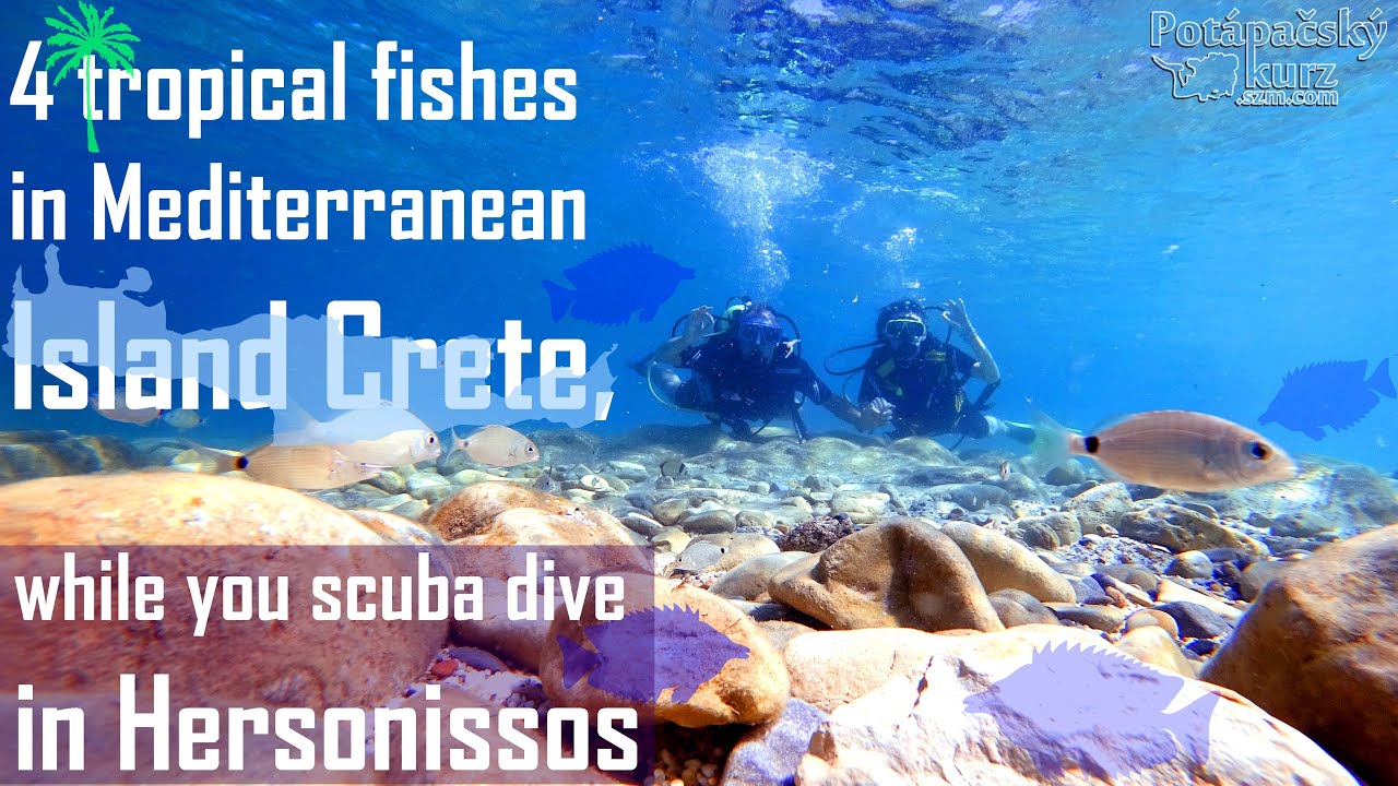 4 Tropical Fishes in Mediterranean Island Crete, while you scuba dive ...
