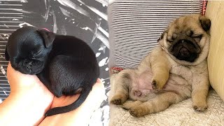 Funniest and Cutest Pug Dog Videos Compilation 2020 - Cutest Puppy #7