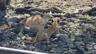 Lions in Selous Game Reserve, Tanzania