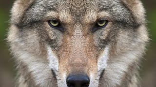 Famous Top 10 Facts About Wolves Net Worth