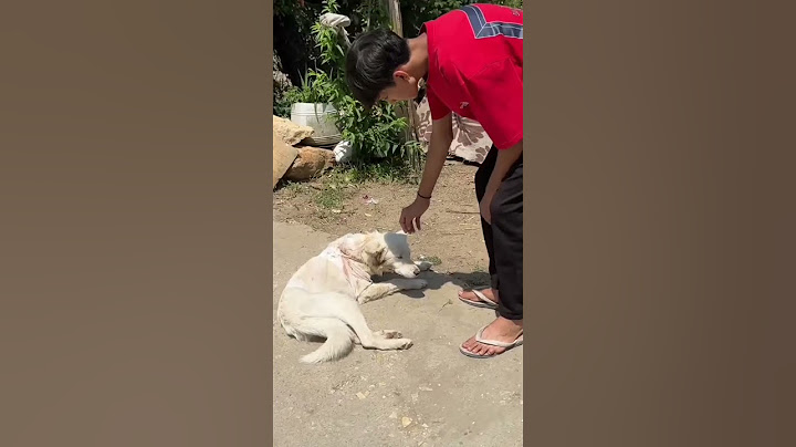 Dog Pe Attack Kar Diya Leopard ne 😱