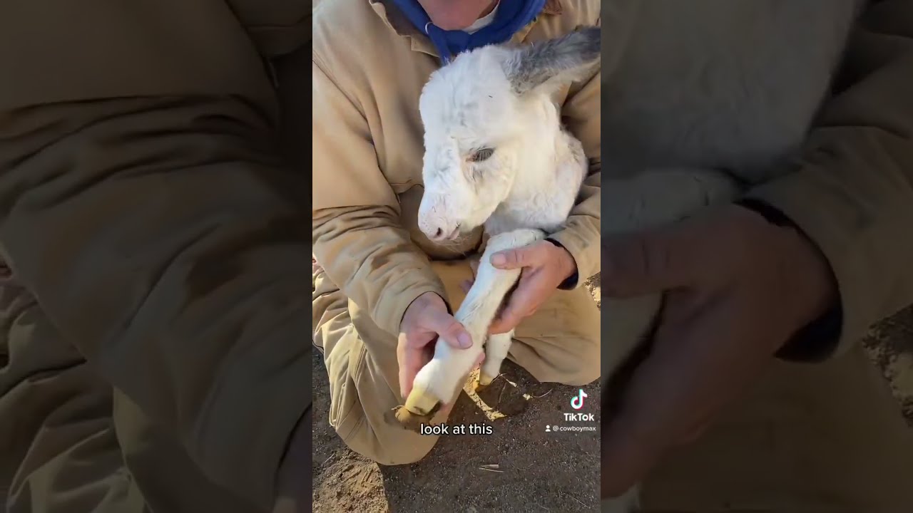 Fairy Slippers Babydonkey Cowboymax