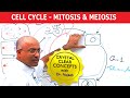 Cell Cycle and Genes - Mitosis & Meiosis