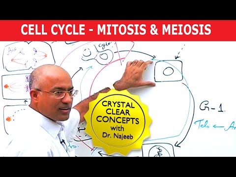 Cell Cycle and Genes - Mitosis & Meiosis