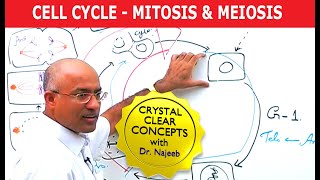 Cell Cycle and Genes | Mitosis & Meiosis