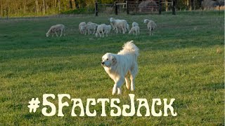 5 Facts About Great Pyrenees #dog #education #facts  #shortvideo #shortsvideo