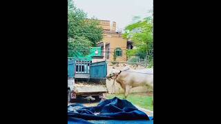 Athra Bull | Qurbani k janwar | Fateh Jangi Bull #fatehjangibulls #cow #bakraeid2023 #viral #shorts