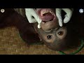 Rescue of Pet Orangutan Kukur