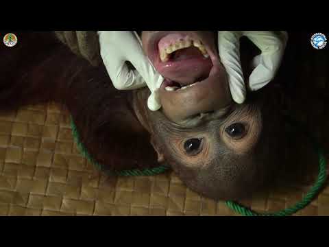 Video: Pet Scoop: Pes zachráněn z útesu v N.Y., Orangutan Zoo Albuquerque je dívka