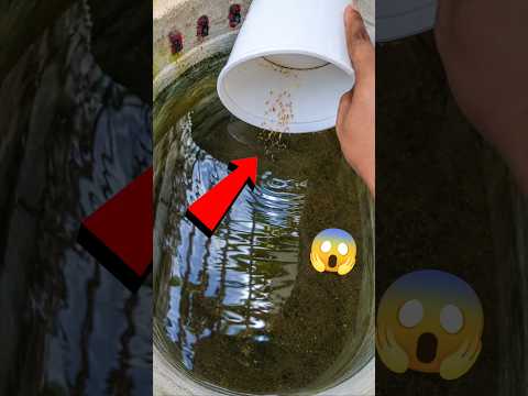 FRYS TUBE CLEANING🧹😱 #guppy#mollyfish#breeding #telugu#aquariumfish #aquabark#fish#shortsfeed#shorts