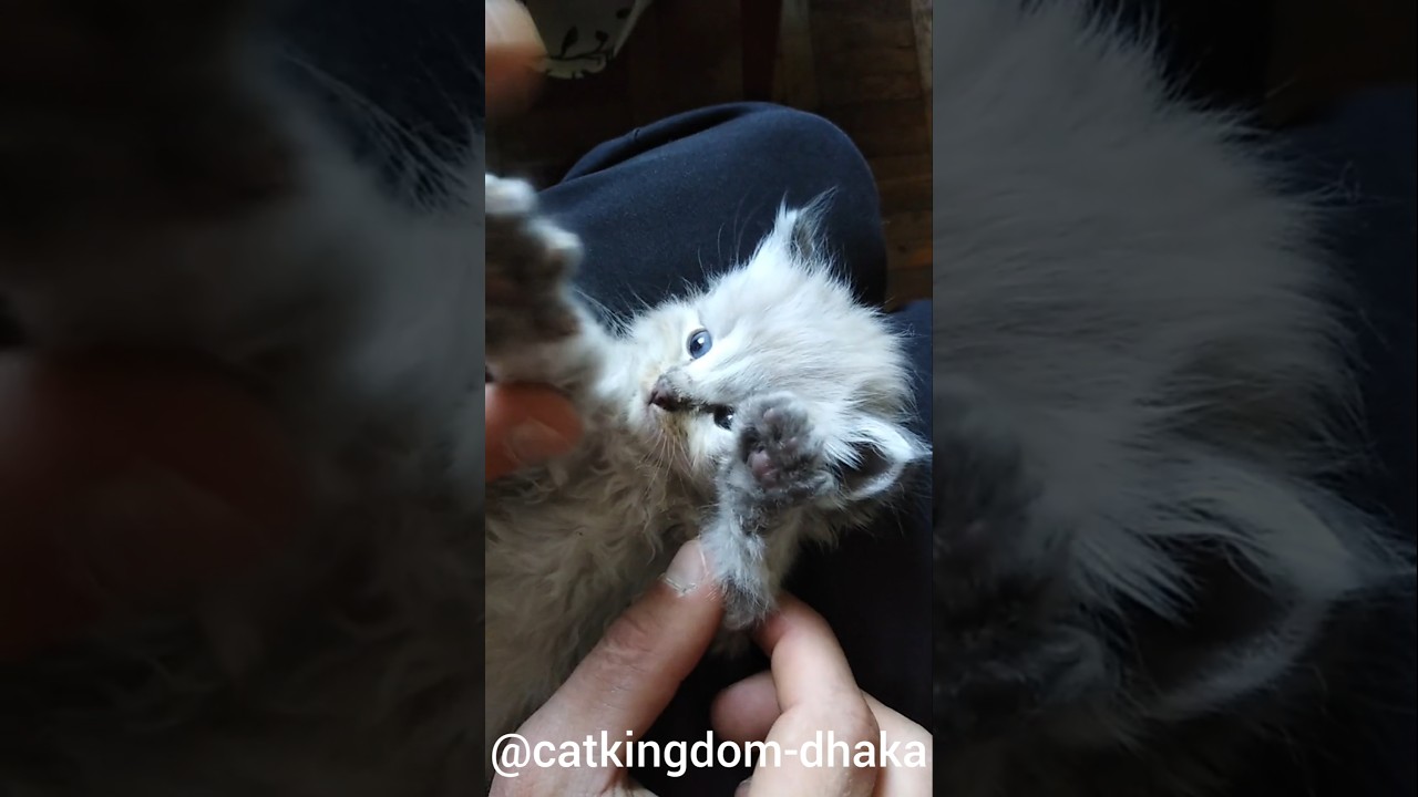 A cat lover caresses a kitten.