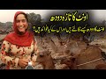 How to extract camel's milk? | What are the benefits of camel's milk?  اونٹ کا دودھ کیسے نکالتے ہیں؟