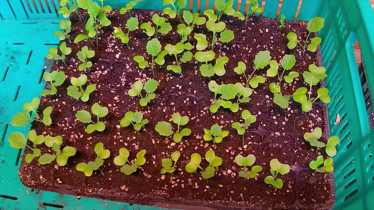 VLOG - VÝSEV RAJČAT, JAK SE DAŘÍ SAZENICÍM A POKEC #1