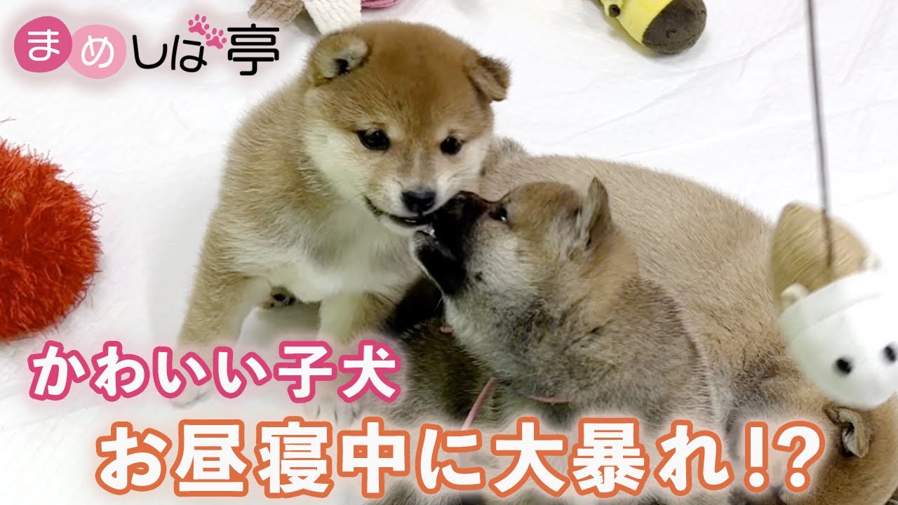 かわいい豆柴子犬 癒しのお昼寝 毎日ハッピーなまめしばおチビたちのブログ Vlog Youtube