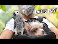 A Day In The Life Of A Puppy And Parrot Owner| Vlog #904