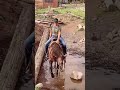 CHIC NORIS, 2018 GRAY MARE, TRIANGLE HORSE SALE