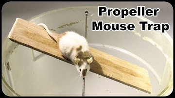Athletic Mice Try To Avoid Getting Caught In This Simple Mouse Trap. Mousetrap Monday