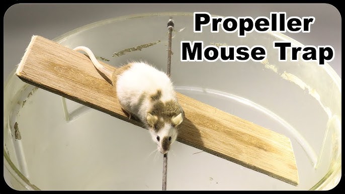 The High Dive Paper Plate DIY Mouse Trap. Mousetrap Monday 