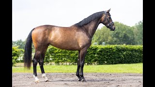 3yo KWPN mare, 170 cm, Ebony X Havidoff ru