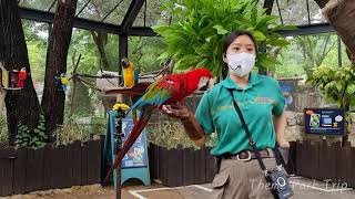 에버랜드 앵무새 애니멀톡  Parrot Animal Talk Everland