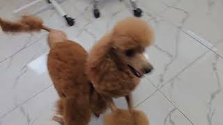 Новые причёски 😘 СофиКо и Гаяне Нептуновны пудели Кастропуло
