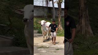 Sanjaya Dan Mbilung Latihan Militer| Kandang Berkah Setia Farm