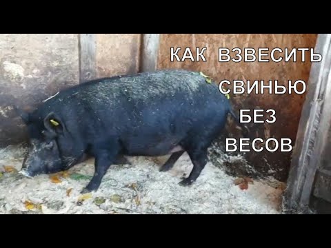 КАК ВЗВЕСИТЬ СВИНЬЮ БЕЗ ВЕСОВ/КАК ВЗВЕСИТЬ КРУПНЫЙ СКОТ БЕЗ ВЕСОВ