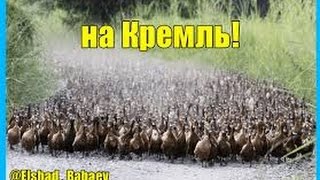Серые гуси ,дрессировка,Куклачов нервно курит в сторонке. Серые гуси ,дрессировка,Куклачов нервно курит в сторонке.