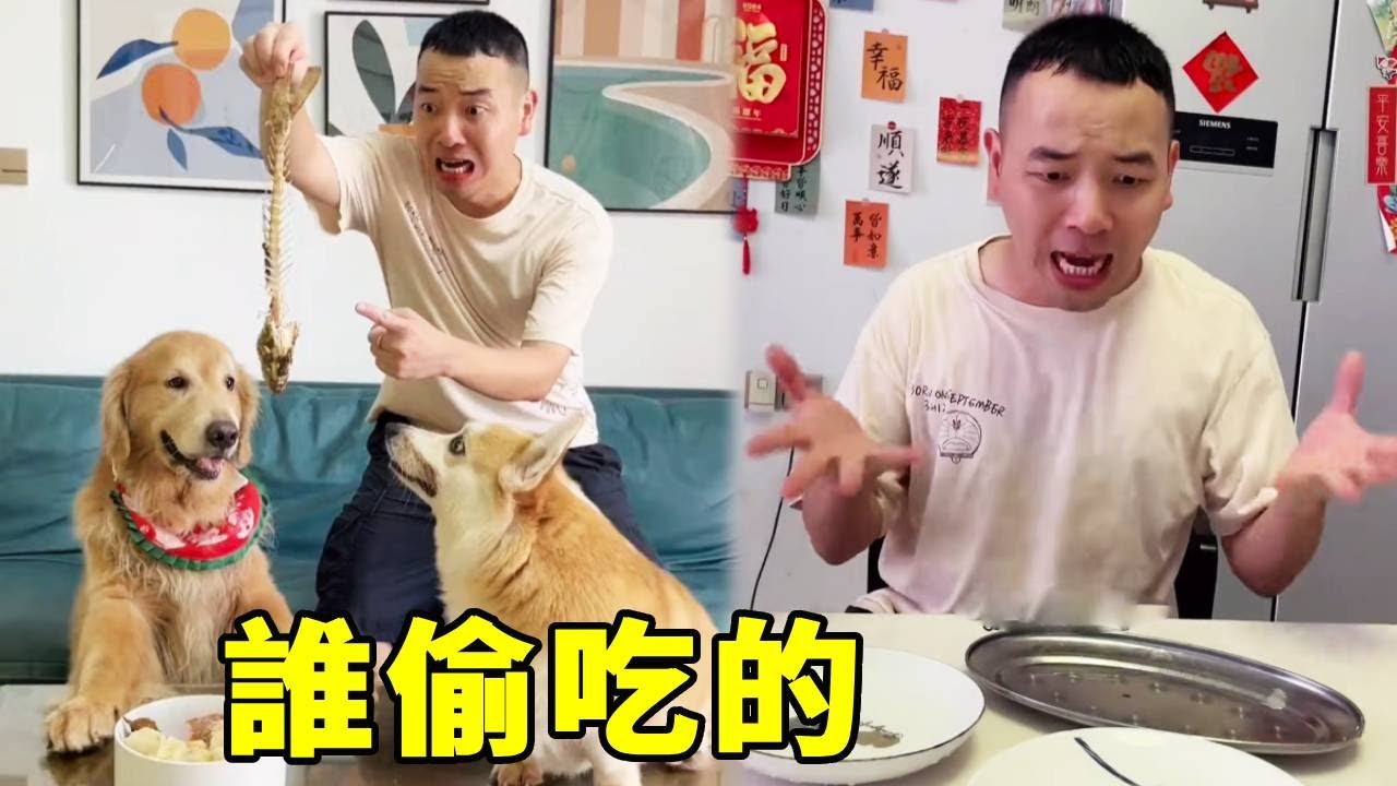 誰懂啊！毛爸忙活半天的一桌菜，取快遞的功夫就空盤，偷吃賊究竟是誰？【起错名的四毛】