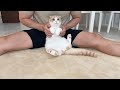 変なダンスを踊らされて不服な猫が可愛すぎましたwww