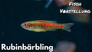 Rubinbärbling - Danio choprae | Liquid Nature Fisch Vorstellung by Liquid Nature 10,674 views 2 months ago 5 minutes, 39 seconds