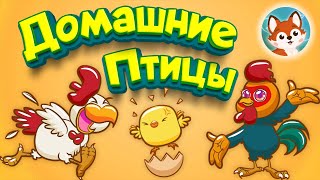 🐔 Домашние птицы для детей. 🦃 Видео и викторина с картинками для развития ребенка 🐓.