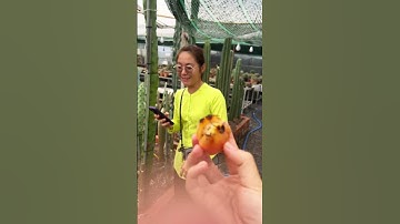 Hái trái xương rồng đủ loại màu ta nói mê gì đâu p1 #catlai