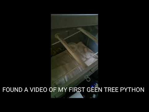 Old ***LIVE FEEDING*** video of my very first Green Tree Pyhon