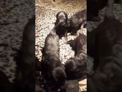 Video: Jack Russell Terrier