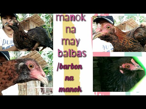 Video: May Balbas Na Mullein