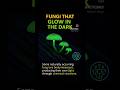 Fungi glow in darkness #futurescience #bioseed #shorts #scienceexplained