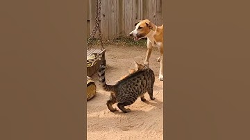 Violent Confrontation Between Mother Cat And Python Saves Kittens While Dog Hides By Fence